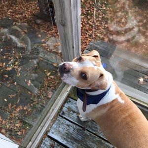 Meet your Posher's doggie, Maple :-)